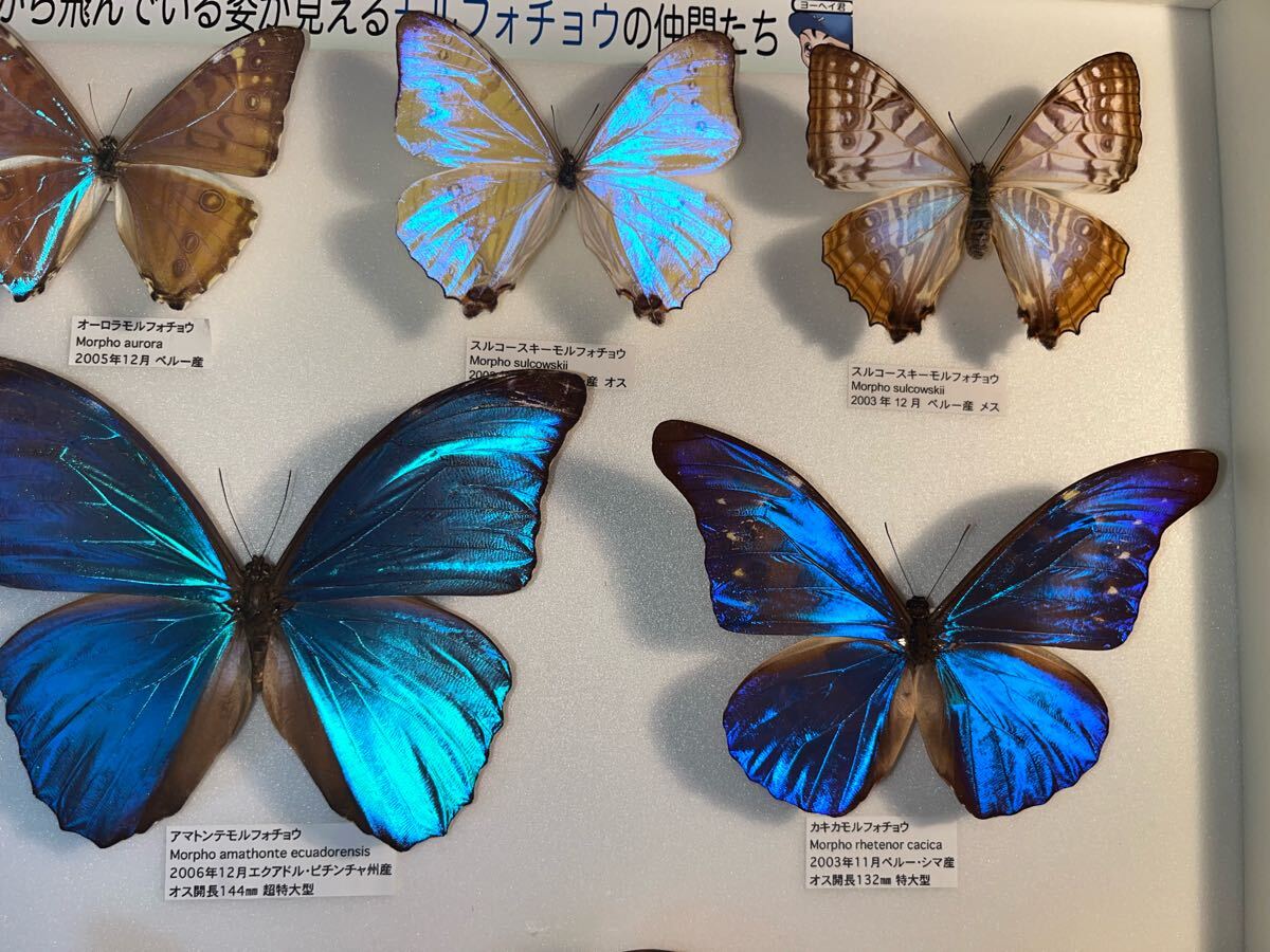 モルフォ 標本 ドイツ箱込み ブルーモルフォ 蝶標本(科学、自然 モルフォ 標本 ドイツ箱込み ブルーモルフォ 蝶標本(科学、自然
