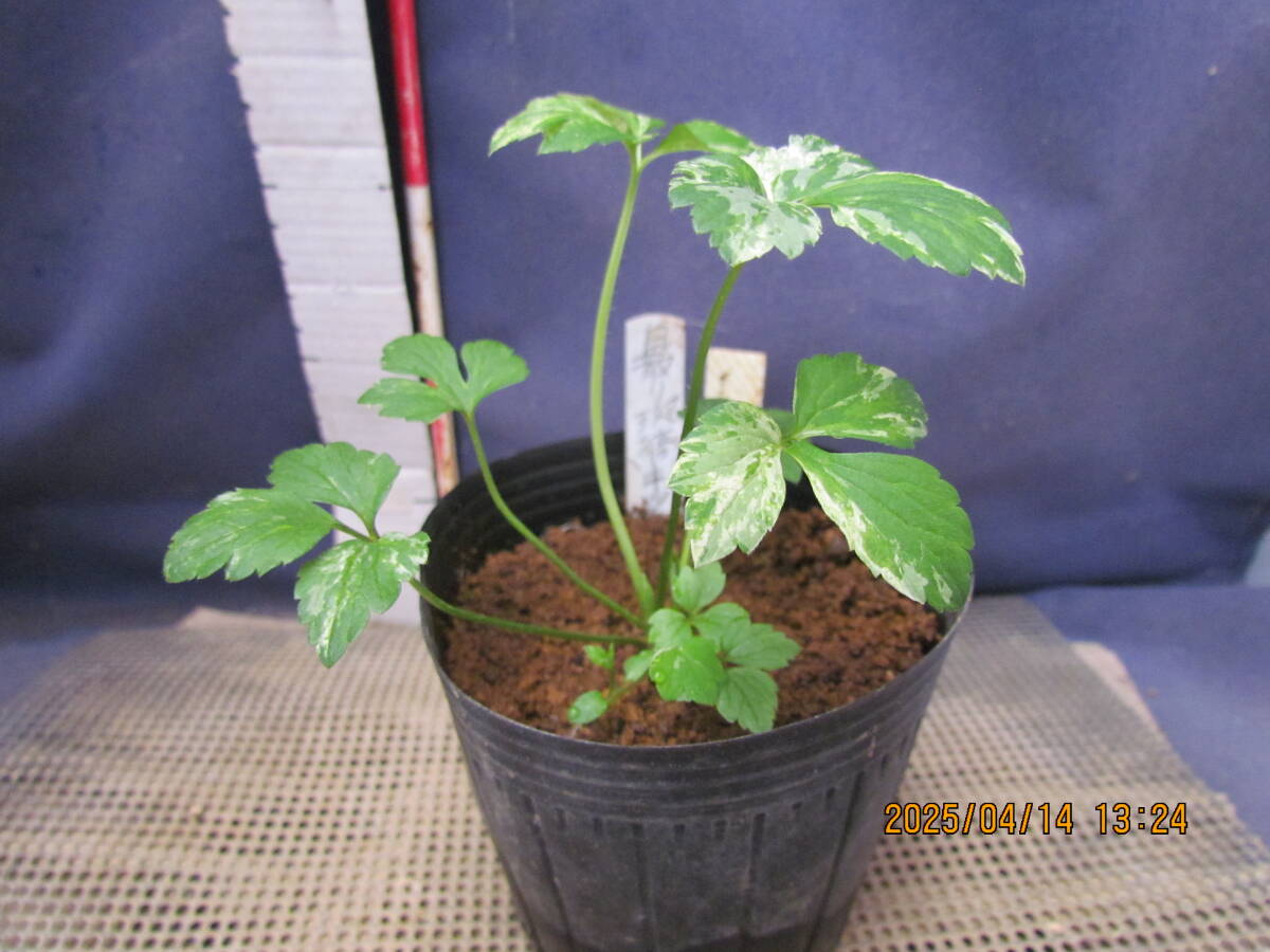 item_image_2