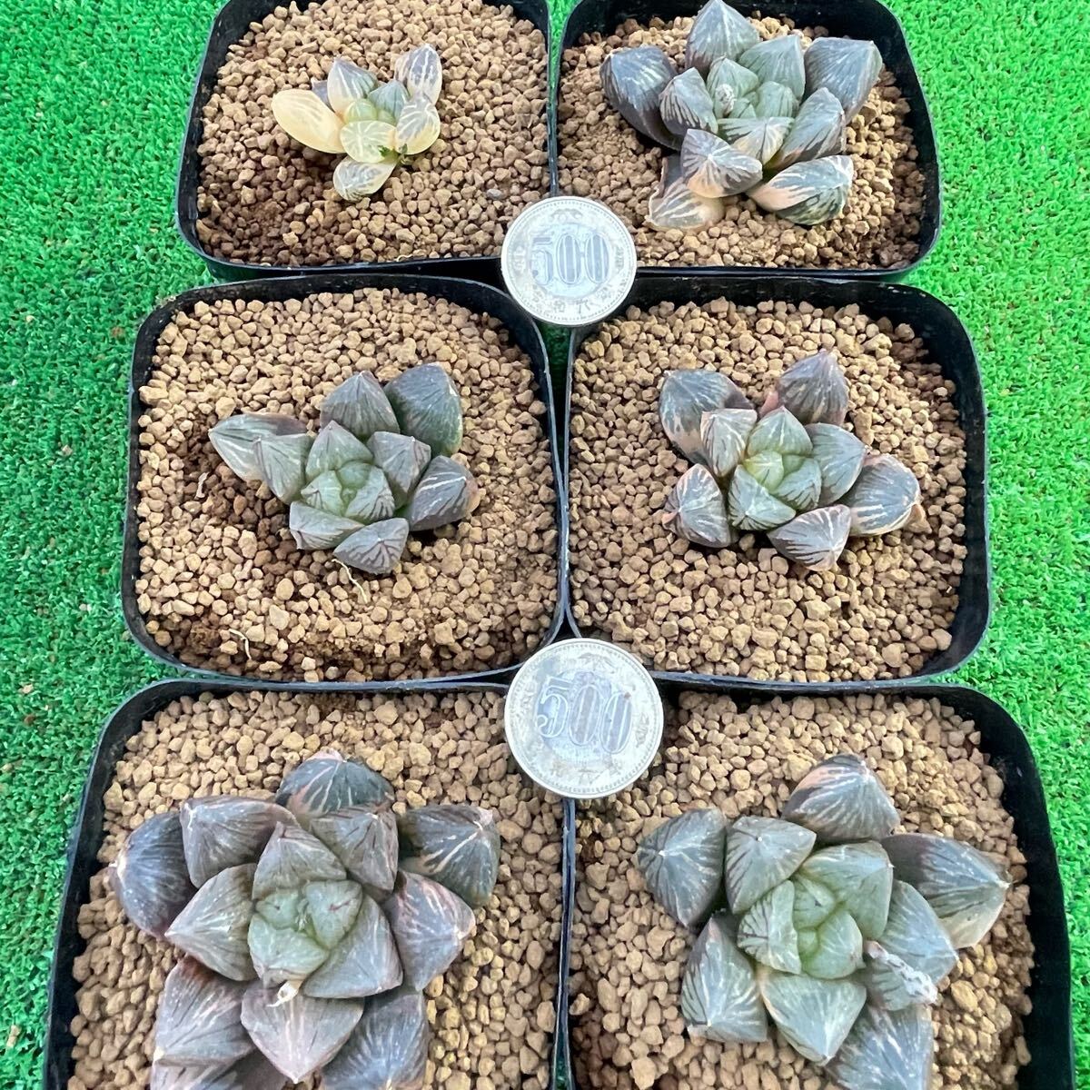 ≧∇≦)多肉植物 ハオルチア 巨大紫窓 大紫水晶オブツーサ錦 6 ≧∇≦)多肉植物 ハオルチア 巨大紫窓 大紫水晶オブツーサ錦 6