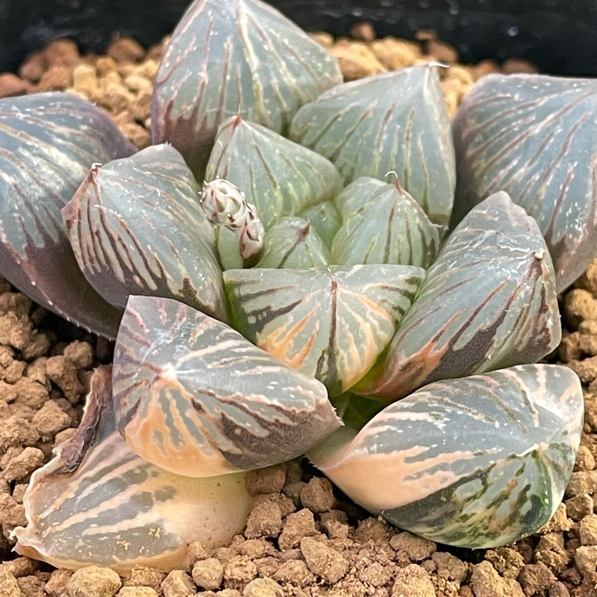 ≧∇≦)多肉植物 ハオルチア 巨大紫窓 大紫水晶オブツーサ錦 6 ≧∇≦)多肉植物 ハオルチア 巨大紫窓 大紫水晶オブツーサ錦 6