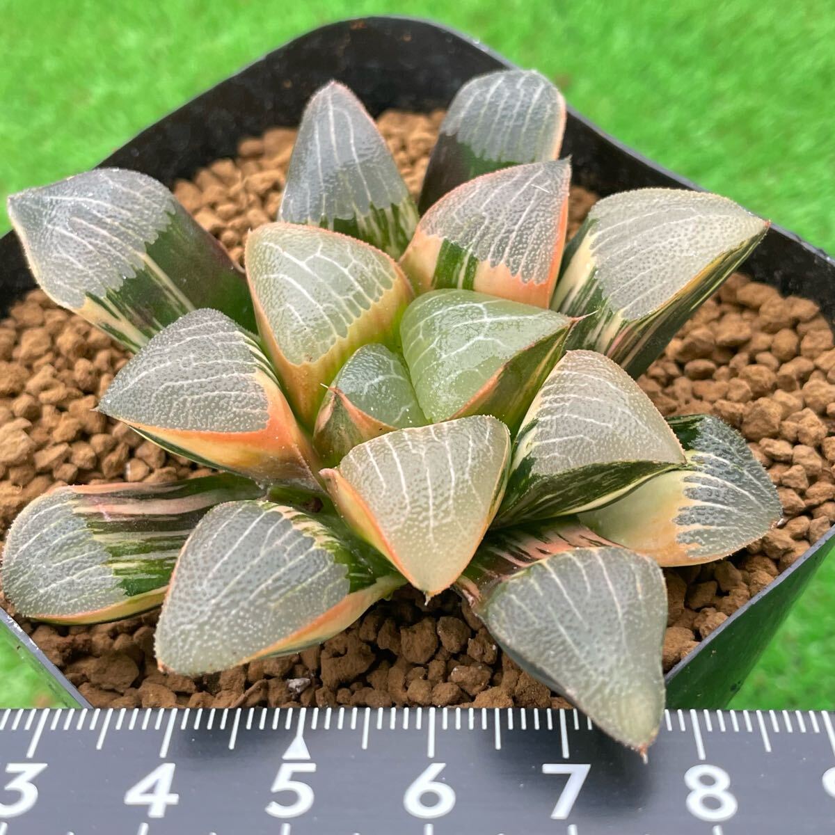 ≧∇≦)多肉植物 ハオルチア 特網超ダルマ型コレクタ錦 極上斑 ≧∇≦)多肉植物 ハオルチア 特網超ダルマ型コレクタ錦 極上斑