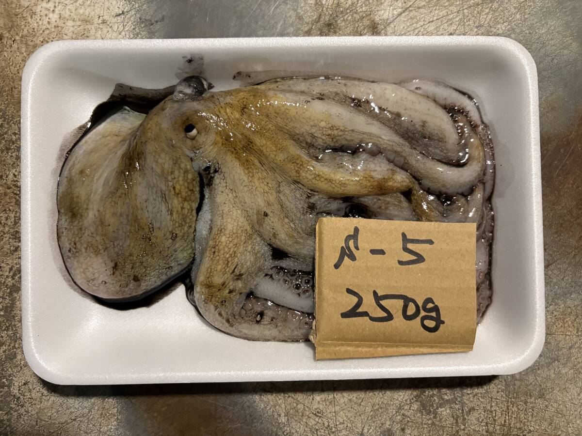 【和歌山?大坂?徳島産】 　マダコ　 (250ｇ)　 訳有 　S－5