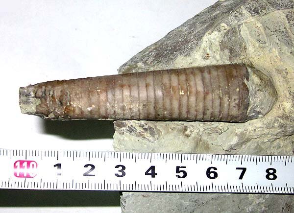 アメリカのオウムガイ類の化石/直角石トレプトセラス レアー種 アメリカのオウムガイ類の化石/直角石トレプトセラス レアー種