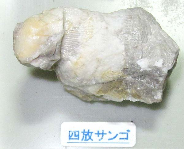 日本の化石 新潟県糸魚川市青海の化石セット/ムーロニア 日本の化石 新潟県糸魚川市青海の化石セット/ムーロニア