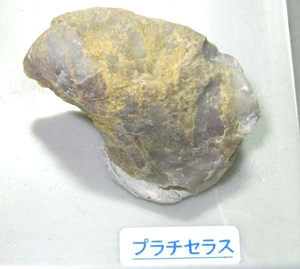 日本の化石 新潟県糸魚川市青海の化石セット/ムーロニア 日本の化石 新潟県糸魚川市青海の化石セット/ムーロニア