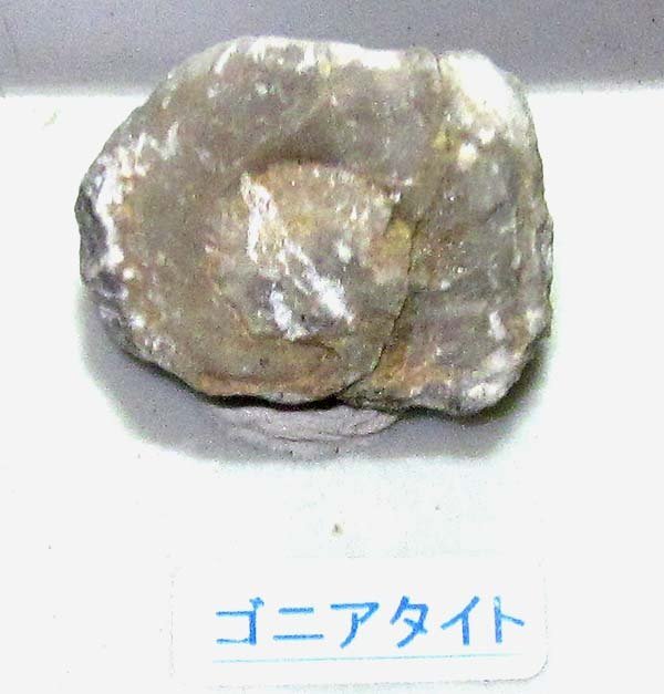 日本の化石 新潟県糸魚川市青海の化石セット/ムーロニア 日本の化石 新潟県糸魚川市青海の化石セット/ムーロニア
