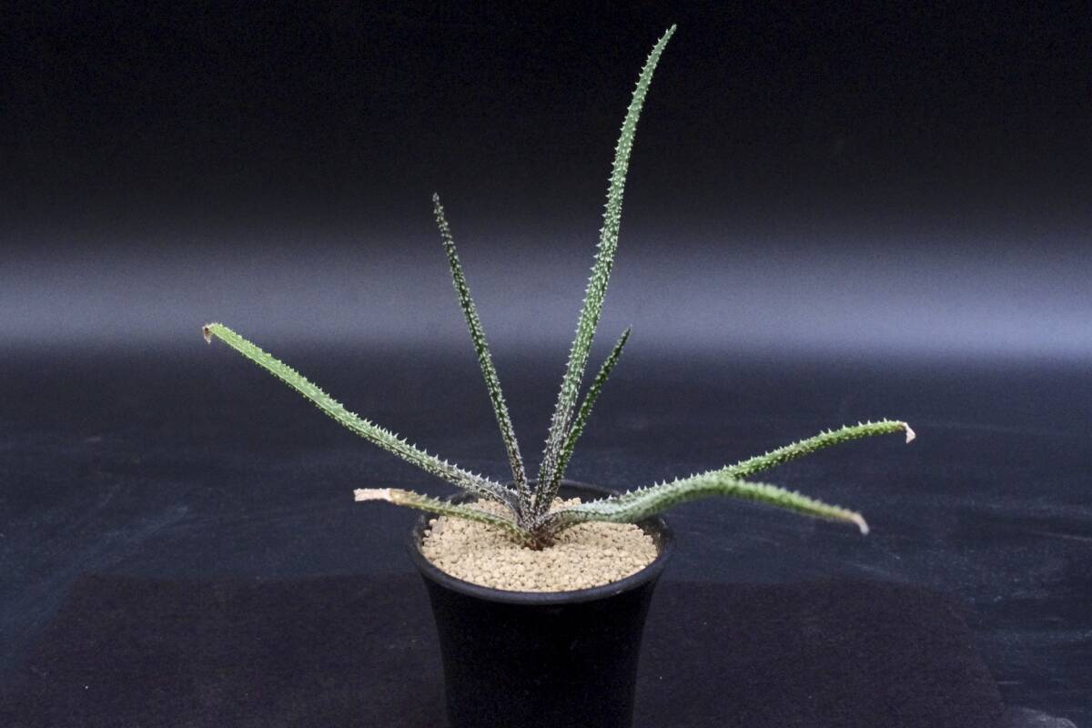 アロエ デリカティフォリア Aloe delicatifolia(アロエ)|売買 アロエ デリカティフォリア Aloe delicatifolia(アロエ)|売買