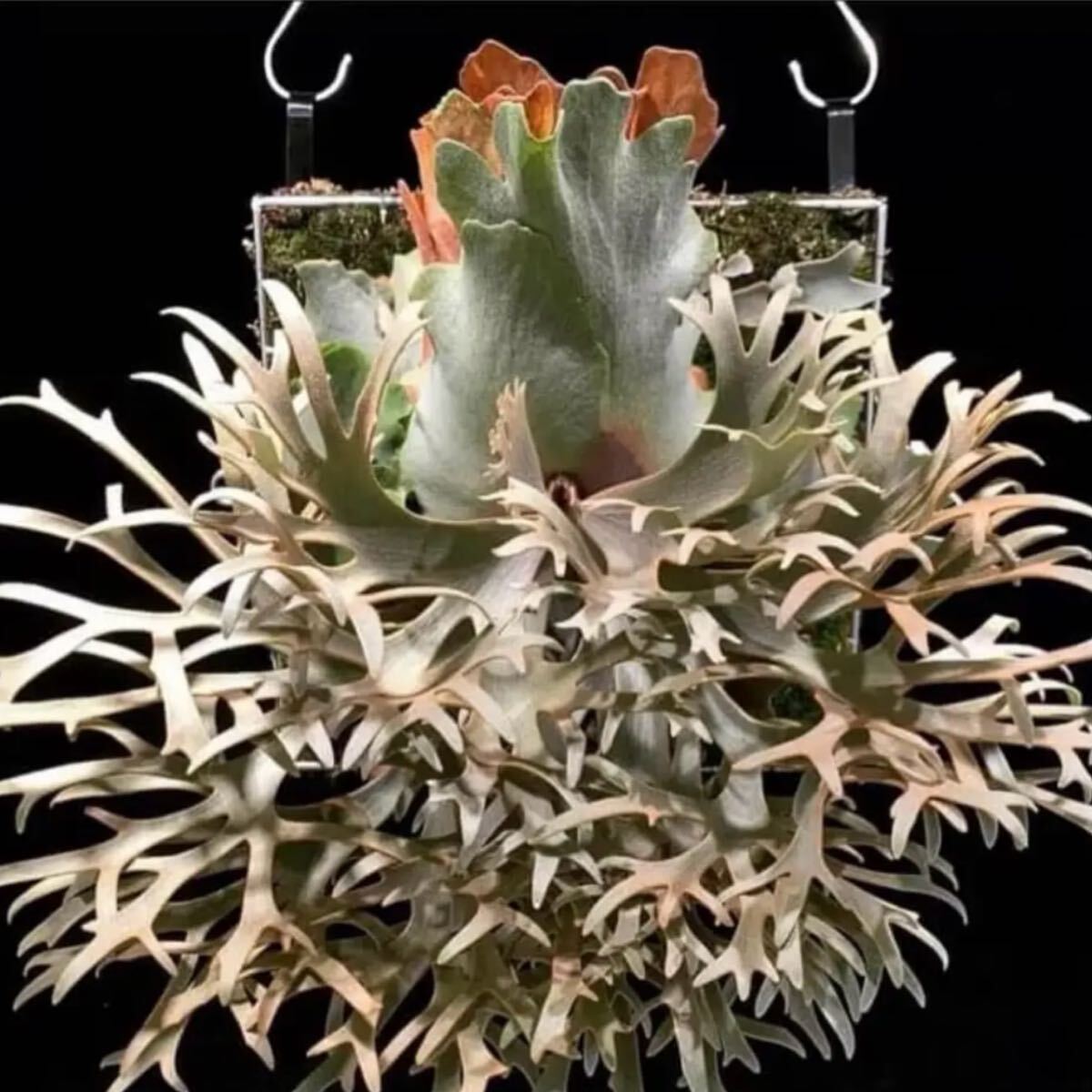 P.willinckii OMG oc(ビカクシダ、コウモリラン)|売買された P.willinckii OMG oc(ビカクシダ、コウモリラン)|売買された