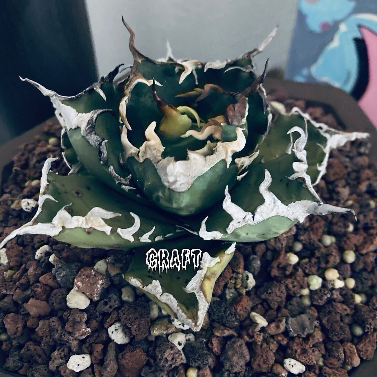 アガベ AGAVE チタノタ 狂刺夕映【毒毒】子株 検→強刺夕映 COK アガベ AGAVE チタノタ 狂刺夕映【毒毒】子株 検→強刺夕映 COK