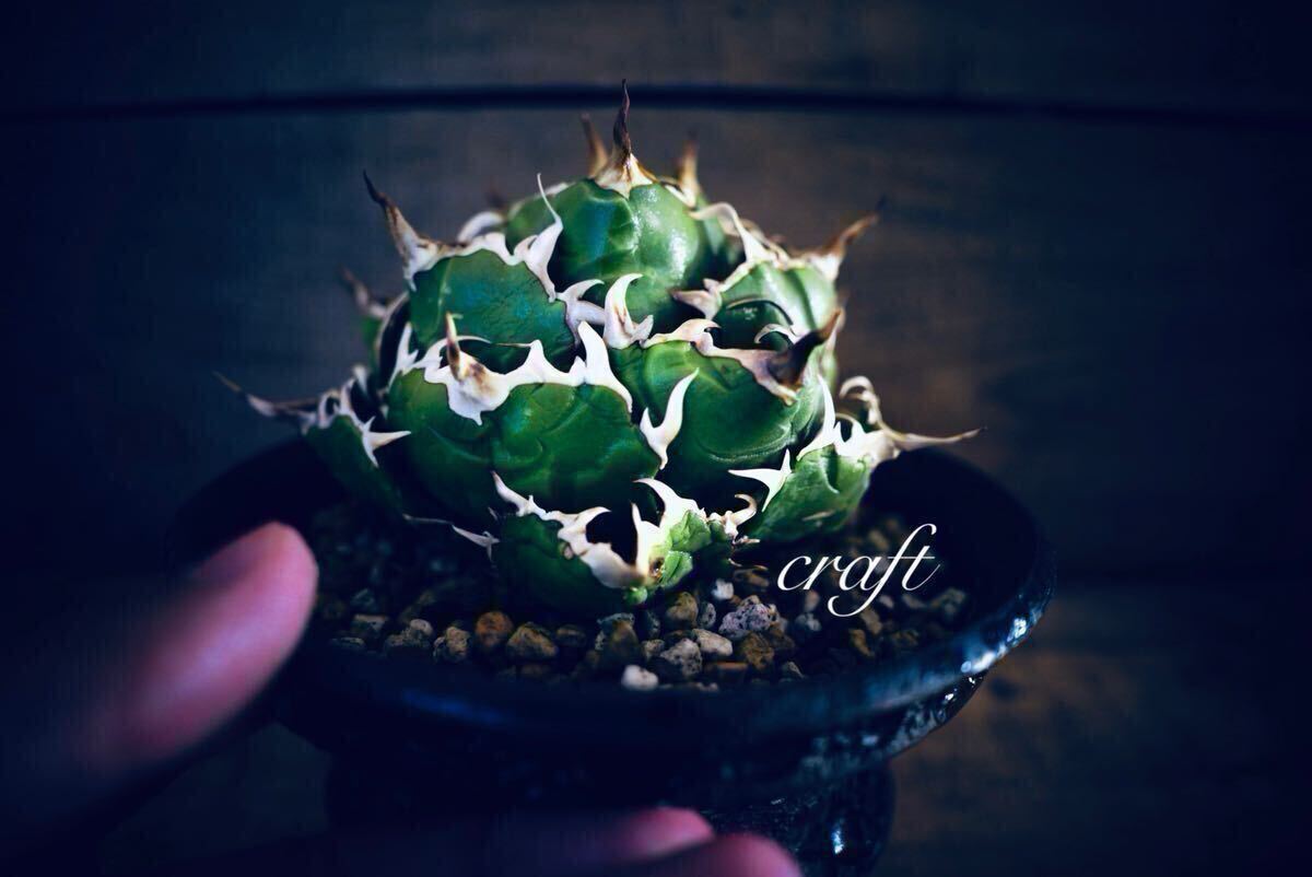 アガベ AGAVE チタノタ CRAFT白鯨-001子株 検→COK CG-01 追星 アガベ AGAVE チタノタ CRAFT白鯨-001子株 検→COK CG-01 追星