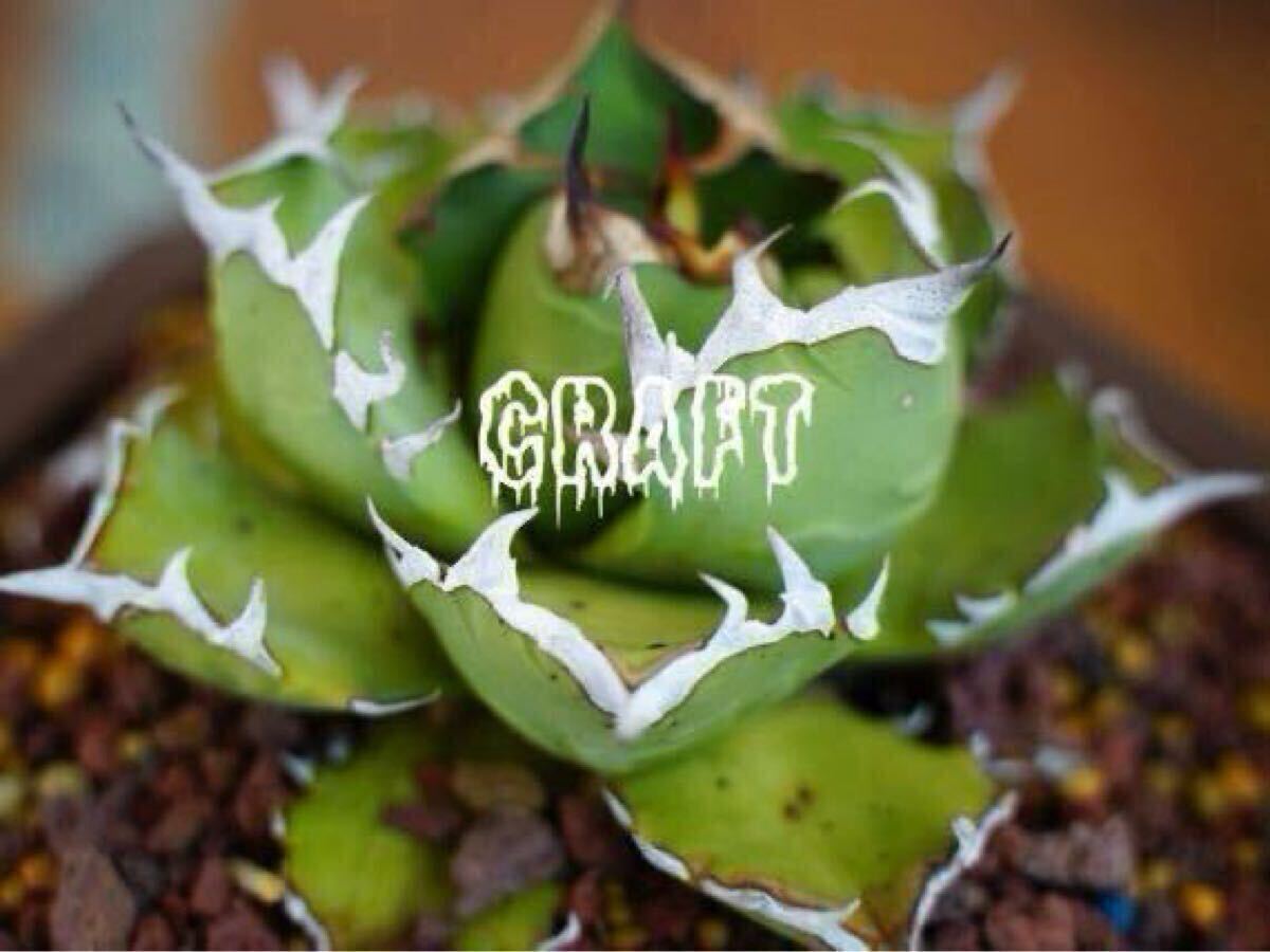 アガベ AGAVE チタノタ 姫厳竜-002子株 検→COK CG-01 追星 大白 アガベ AGAVE チタノタ 姫厳竜-002子株 検→COK CG-01 追星 大白