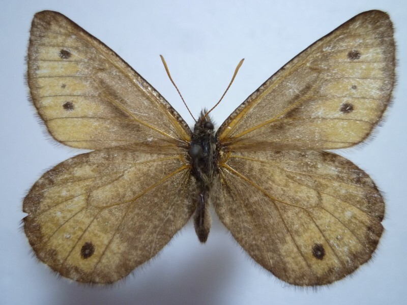 国産蝶標本】タカネヒカゲ♂/Oeneis norna/富山県.鷲羽岳産/43mm 国産蝶標本】タカネヒカゲ♂/Oeneis norna/富山県.鷲羽岳産/43mm