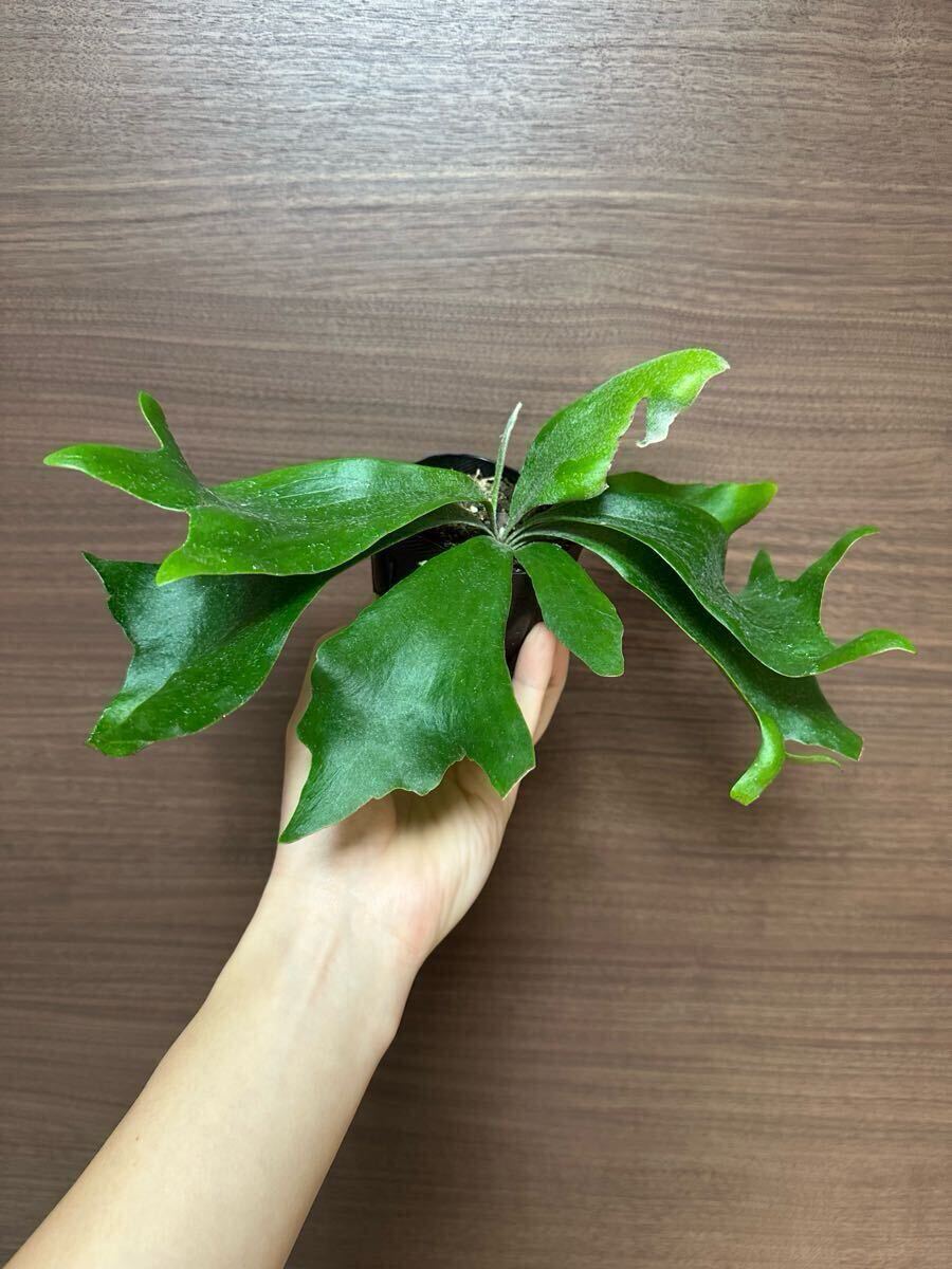 P.hillii 'dwarf' コンパクト 濃緑 鬼ウネリ spore 短葉 ヒリー P.hillii 'dwarf' コンパクト 濃緑 鬼ウネリ spore 短葉 ヒリー