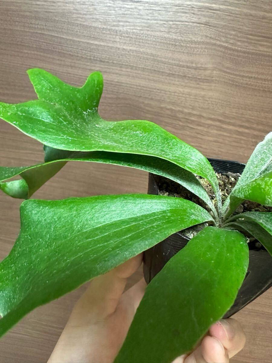 P.hillii 'dwarf' コンパクト 濃緑 鬼ウネリ spore 短葉 ヒリー P.hillii 'dwarf' コンパクト 濃緑 鬼ウネリ spore 短葉 ヒリー