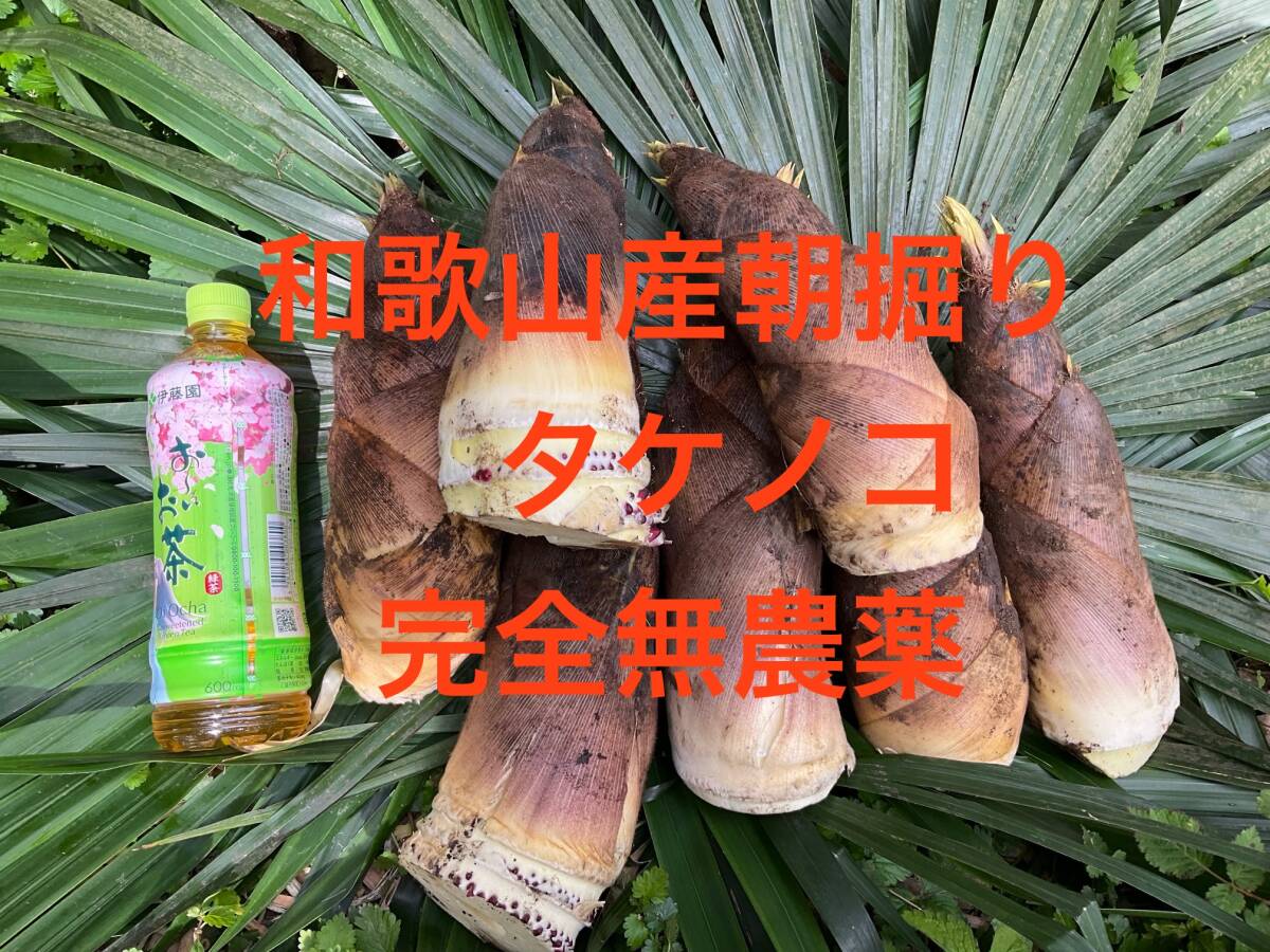 たけのこ 3Kg 和歌山県産朝堀り 完全無農薬 生産者直売 米ぬか付 たけのこ 3Kg 和歌山県産朝堀り 完全無農薬 生産者直売 米ぬか付