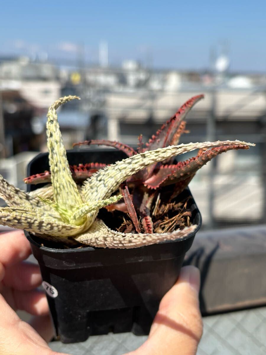 アロエ アガベ 多肉植物 優良血統 Aloe hybrid Glorious Dragon アロエ アガベ 多肉植物 優良血統 Aloe hybrid Glorious Dragon