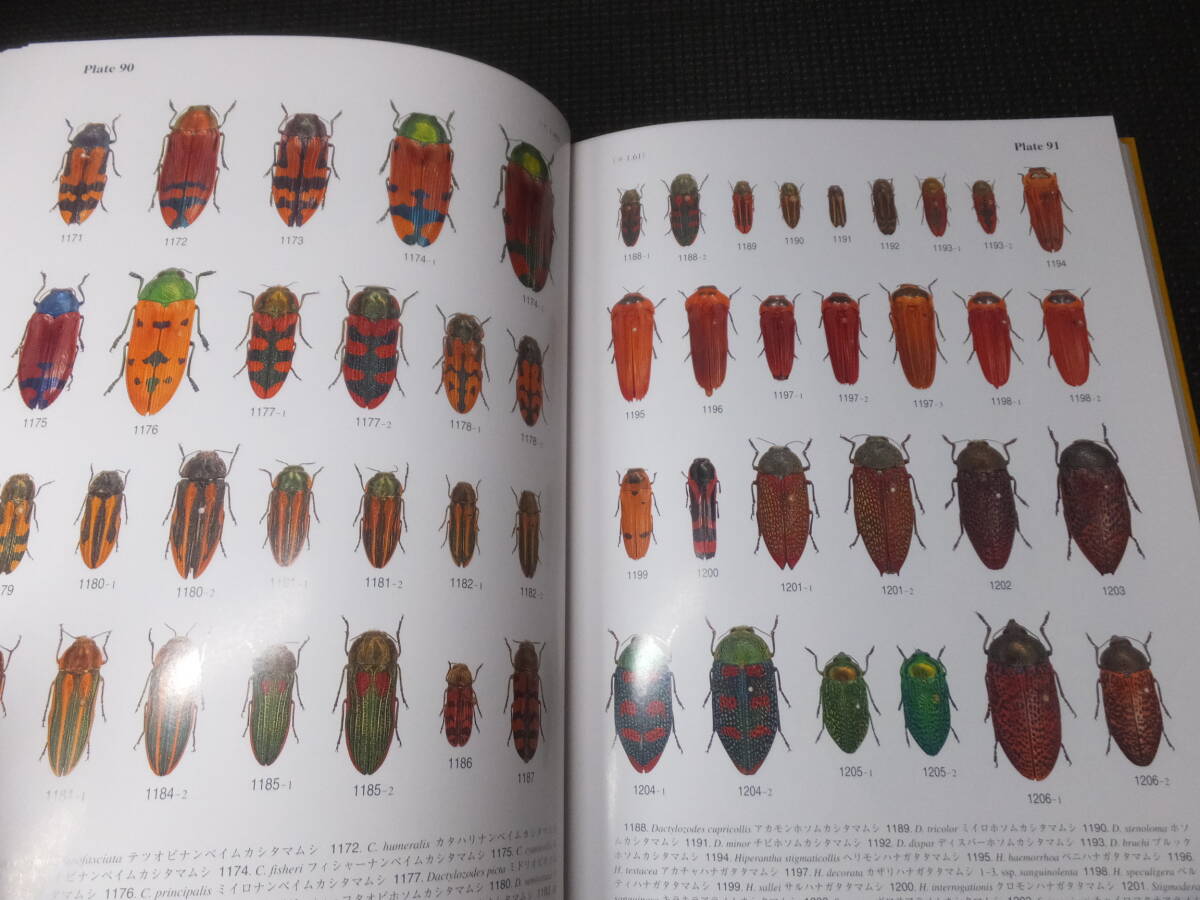 世界のタマムシ大図鑑!月刊むし昆虫大図鑑シリーズ 4 ! 検博物 世界のタマムシ大図鑑!月刊むし昆虫大図鑑シリーズ 4 ! 検博物