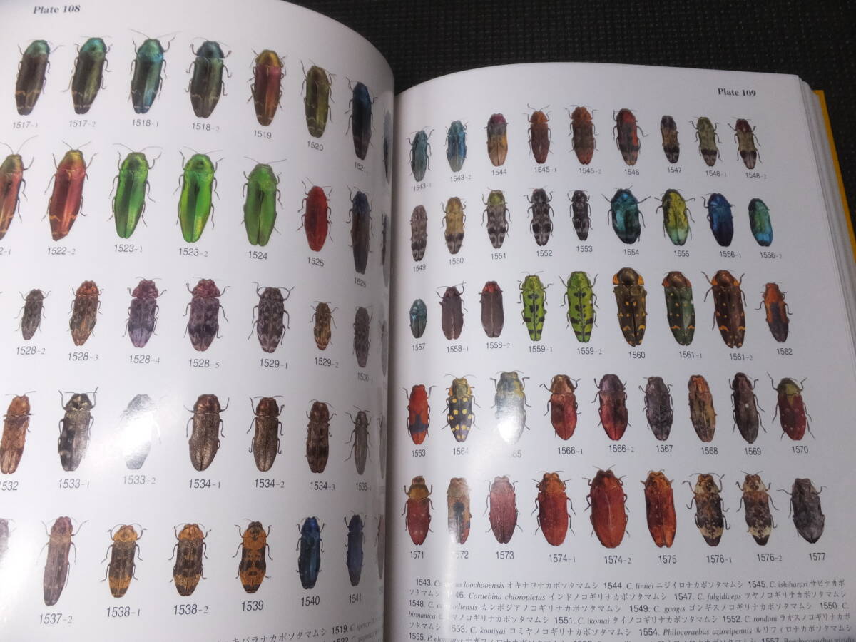 世界のタマムシ大図鑑!月刊むし昆虫大図鑑シリーズ 4 ! 検博物 世界のタマムシ大図鑑!月刊むし昆虫大図鑑シリーズ 4 ! 検博物