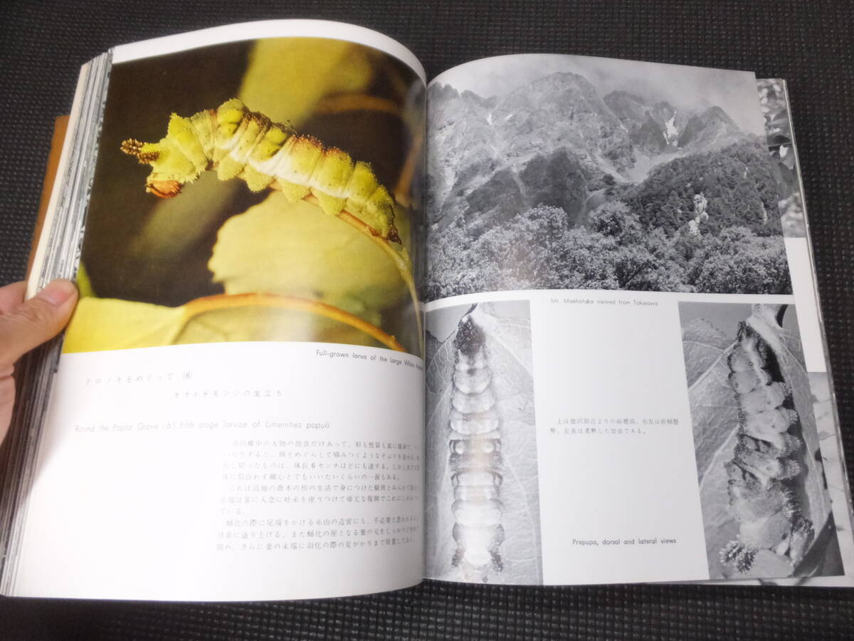 高山蝶!田淵行男!朋文堂!昭和34年!タカネヒカゲミヤマ 高山蝶!田淵行男!朋文堂!昭和34年!タカネヒカゲミヤマ