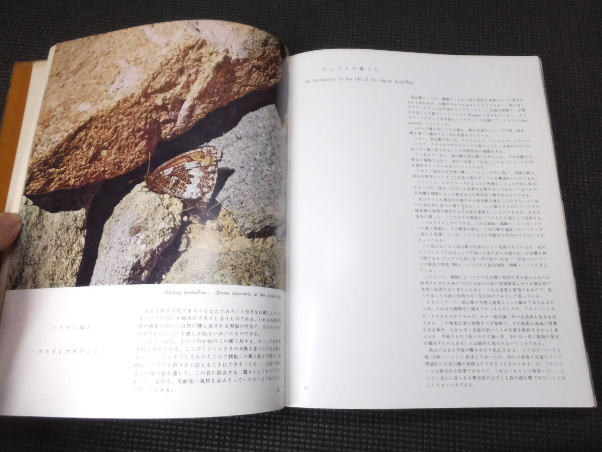 高山蝶!田淵行男!朋文堂!昭和34年!タカネヒカゲミヤマ 高山蝶!田淵行男!朋文堂!昭和34年!タカネヒカゲミヤマ