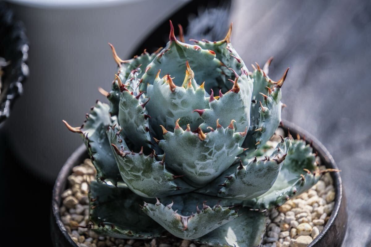 子株】甲蟹交種02 イシシメンシスハイブリッド hybridAgave 子株】甲蟹交種02 イシシメンシスハイブリッド hybridAgave
