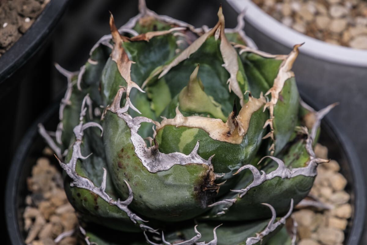 子株】チタノタ白鯨錦 OC アガベ Agave titanota(アガベ)|売買 子株】チタノタ白鯨錦 OC アガベ Agave titanota(アガベ)|売買