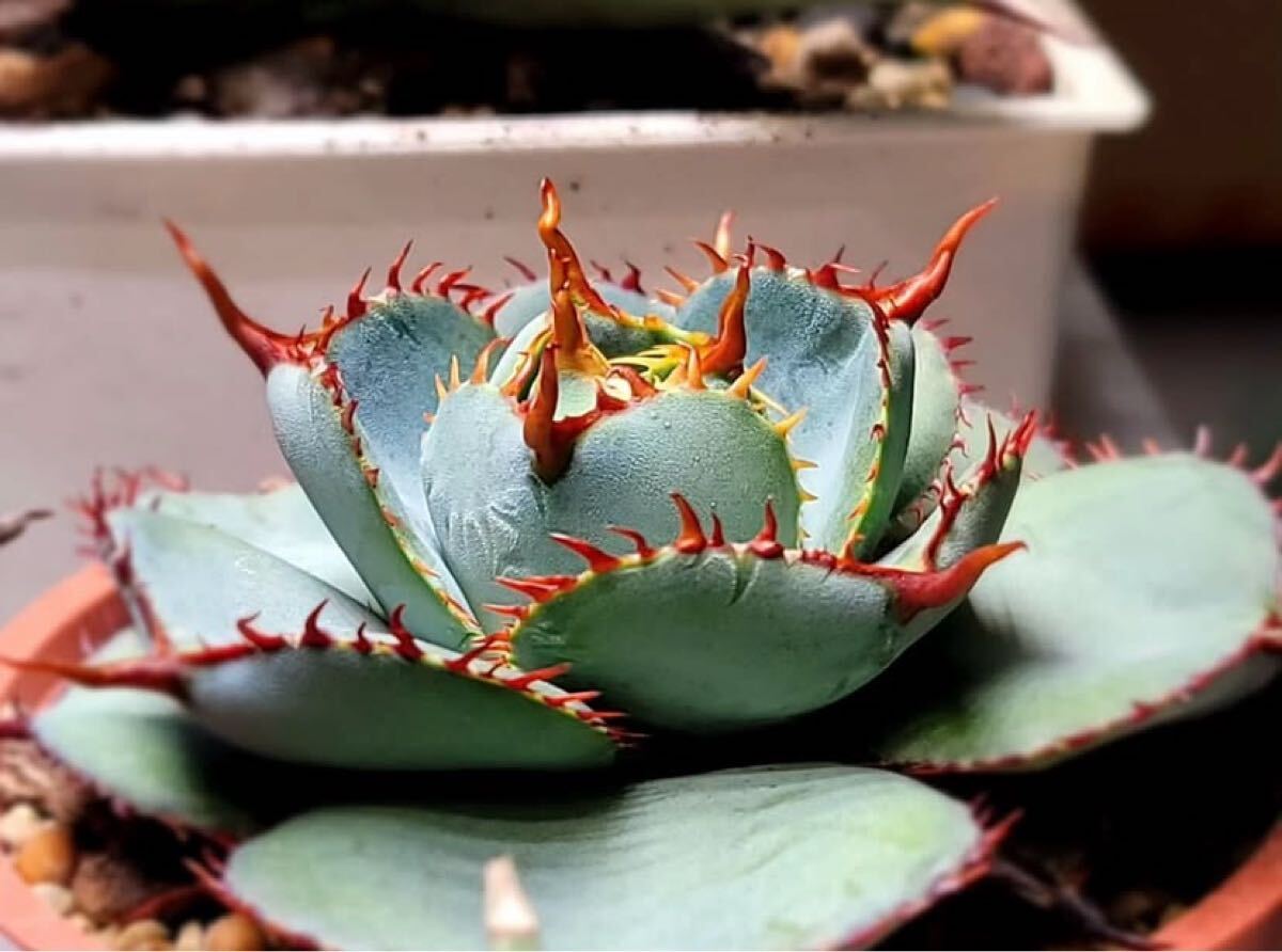 子株】丸葉グアダラハラナ 圓葉瓜達 ドワーフ アガベ Agave 子株】丸葉グアダラハラナ 圓葉瓜達 ドワーフ アガベ Agave