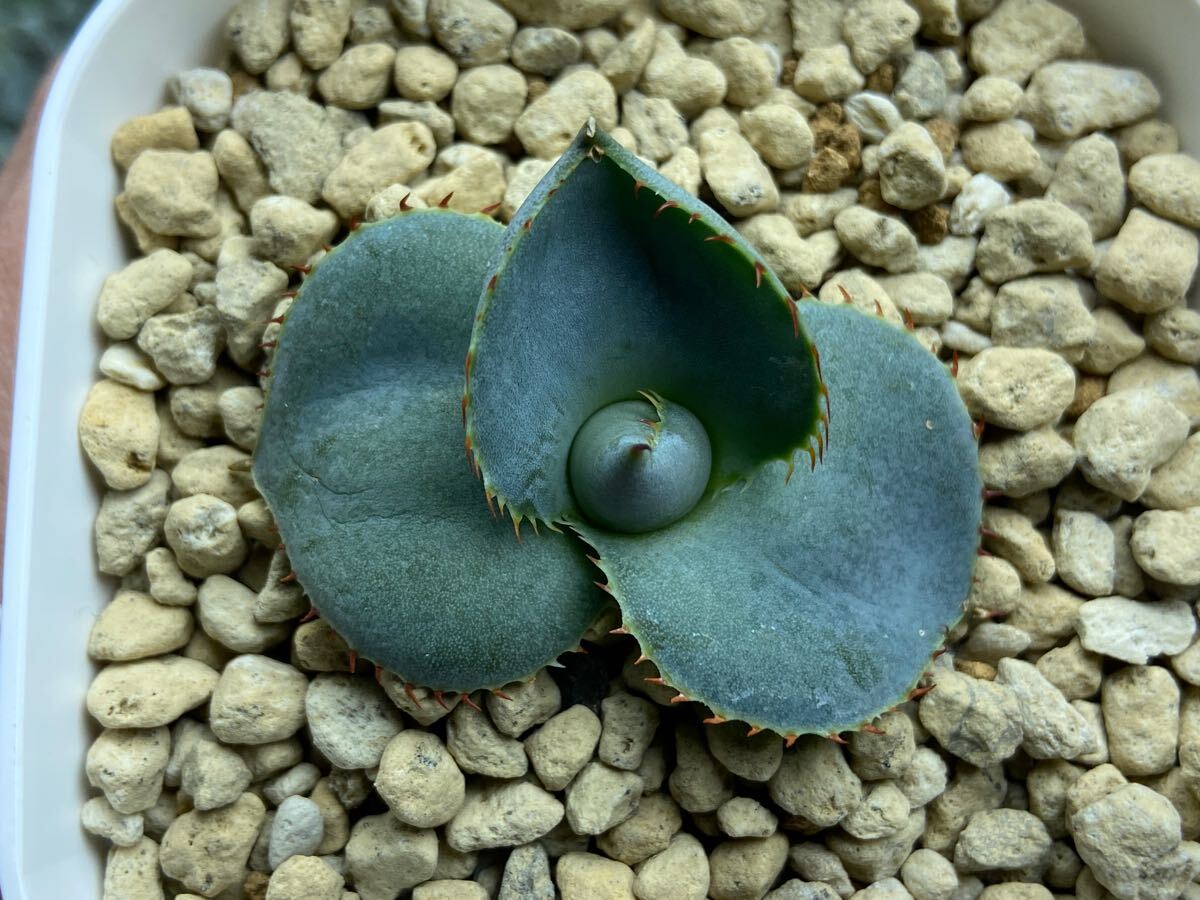 子株】丸葉グアダラハラナ 圓葉瓜達 ドワーフ アガベ Agave 子株】丸葉グアダラハラナ 圓葉瓜達 ドワーフ アガベ Agave