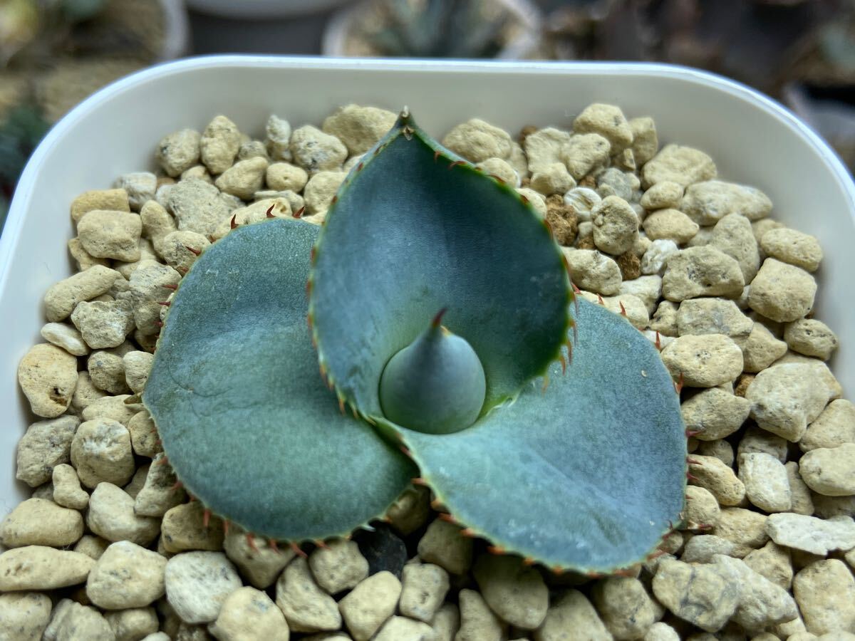 子株】丸葉グアダラハラナ 圓葉瓜達 ドワーフ アガベ Agave 子株】丸葉グアダラハラナ 圓葉瓜達 ドワーフ アガベ Agave
