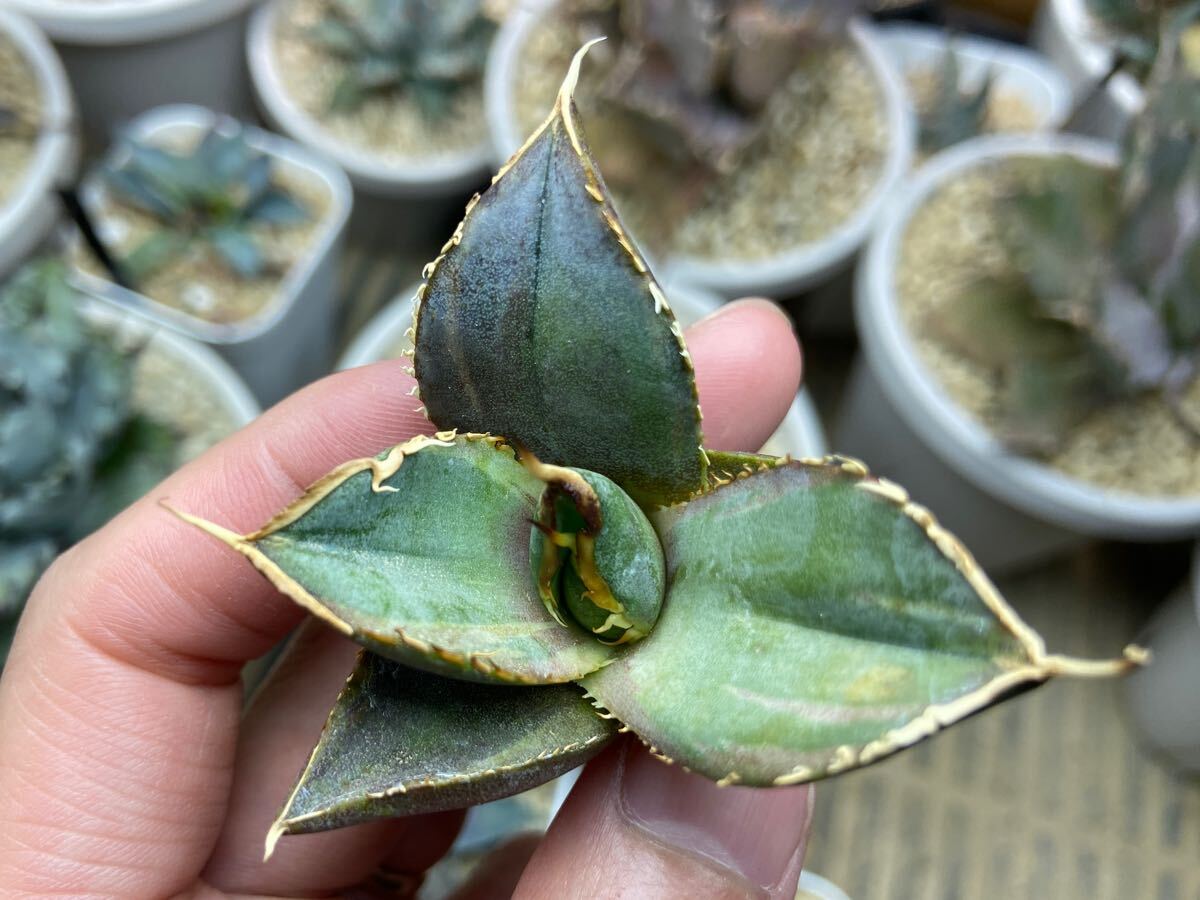 子株】チタノタ白鯨錦 OC アガベ Agave titanota(アガベ)|売買 子株】チタノタ白鯨錦 OC アガベ Agave titanota(アガベ)|売買