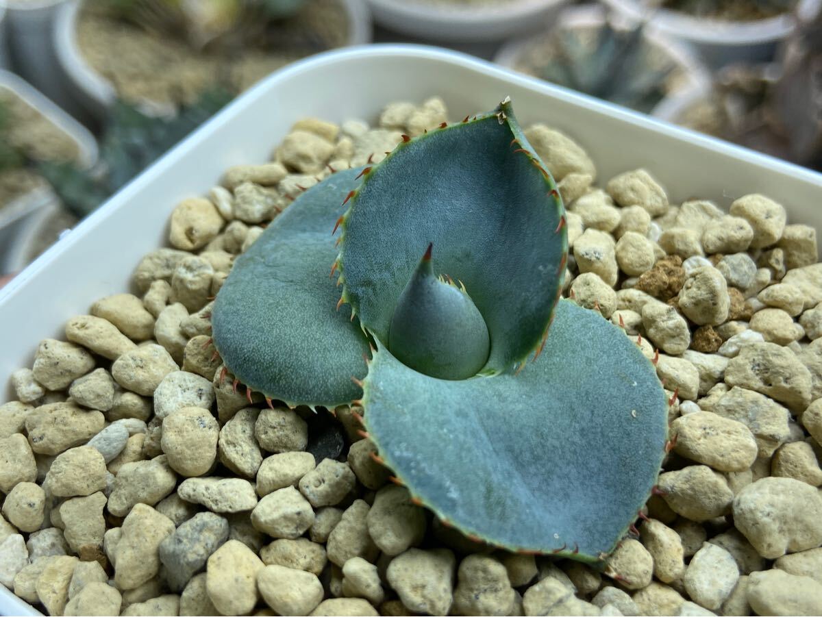 子株】丸葉グアダラハラナ 圓葉瓜達 ドワーフ アガベ Agave 子株】丸葉グアダラハラナ 圓葉瓜達 ドワーフ アガベ Agave