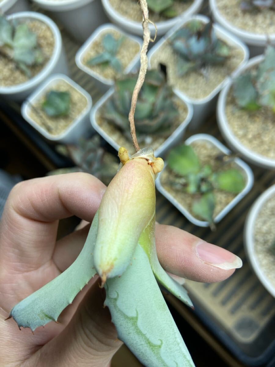 子株】甲蟹×屈原の舞扇 hybridAgave ハイブリッドアガベ 子株】甲蟹×屈原の舞扇 hybridAgave ハイブリッドアガベ