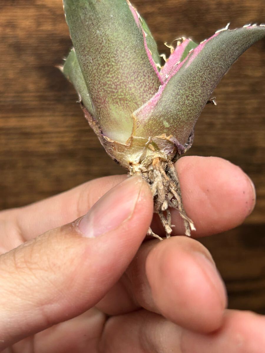 J-2多肉植物 ANアガベ チタノタ シーザー錦 極上子株 J-2多肉植物 ANアガベ チタノタ シーザー錦 極上子株