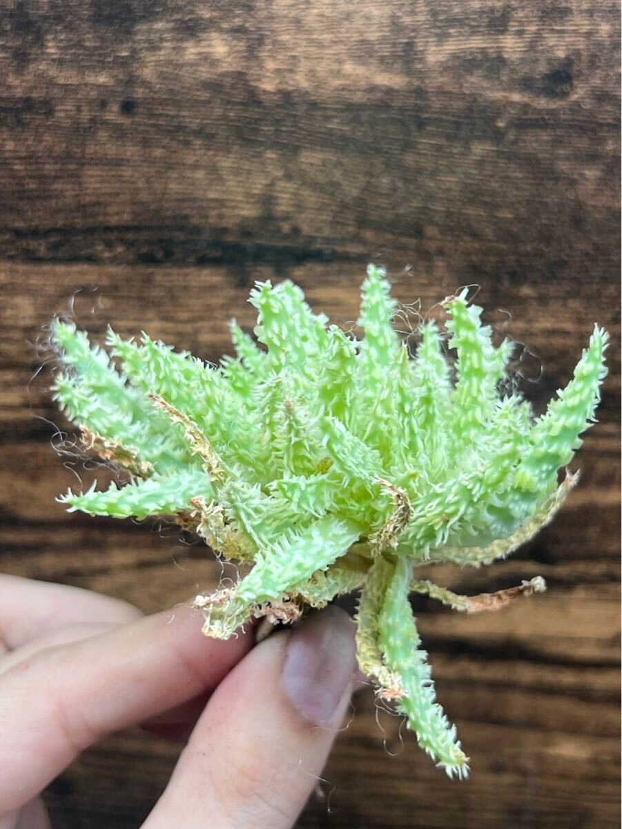 Y6-1アロエ ハイブリッド グロリアス ドラゴン 多肉植物 Aloe Y6-1アロエ ハイブリッド グロリアス ドラゴン 多肉植物 Aloe