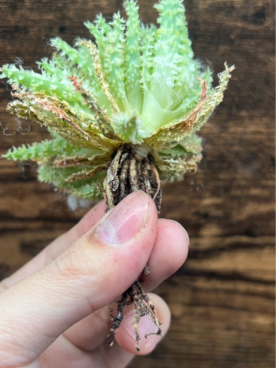 Y6-1アロエ ハイブリッド グロリアス ドラゴン 多肉植物 Aloe Y6-1アロエ ハイブリッド グロリアス ドラゴン 多肉植物 Aloe