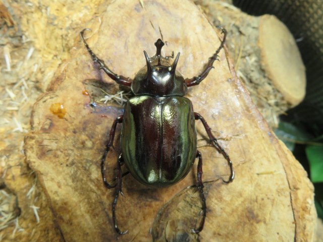 アトラスオオカブト ♂42ミリペアー・(ぺレン島)・カブトムシ