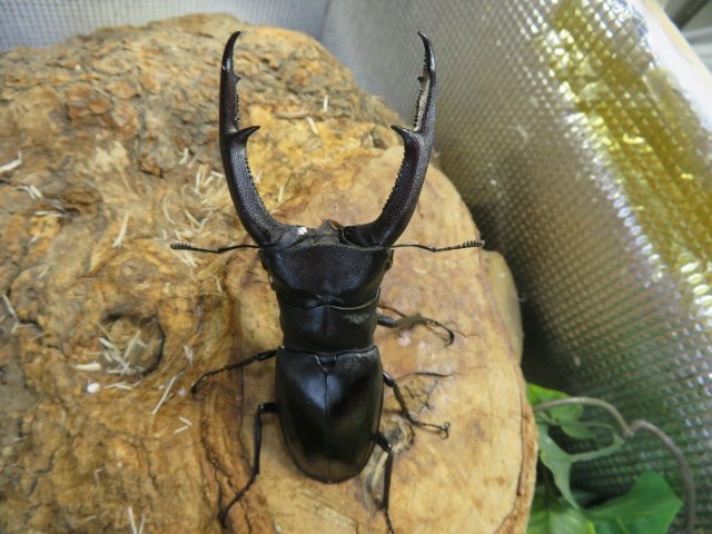 NO1 マンディブラリスフタマタクワガタ ♂108ミリ♀50ミリ NO1 マンディブラリスフタマタクワガタ ♂108ミリ♀50ミリ