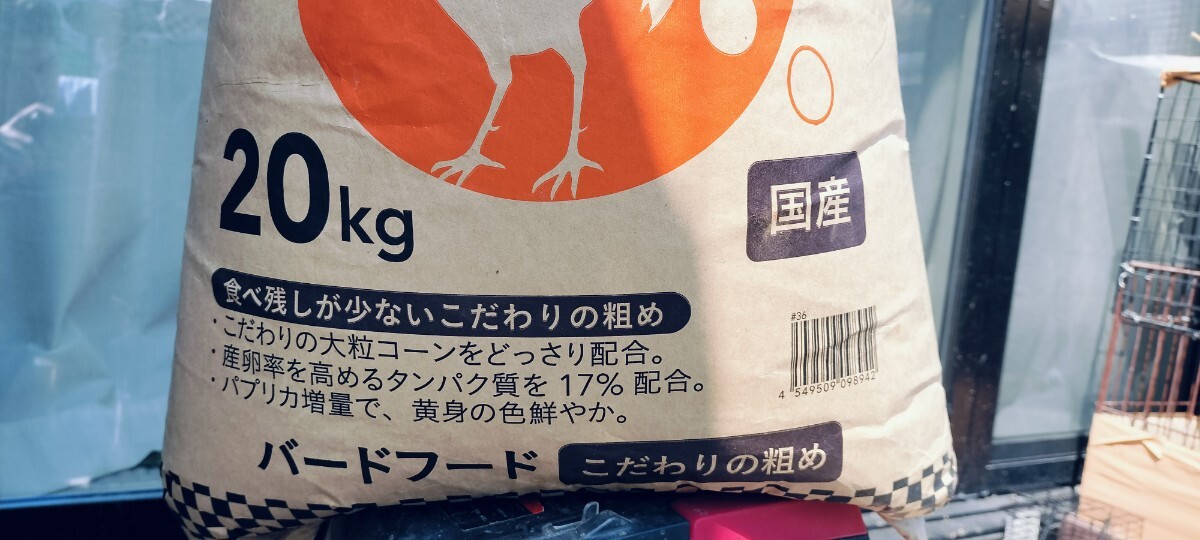 烏骨鶏の卵29個(有精卵)+割れ補償1個 食用(卵)|売買された 烏骨鶏の卵29個(有精卵)+割れ補償1個 食用(卵)|売買された