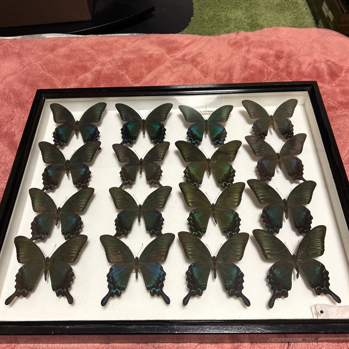 完売 カラスアゲハ 標本箱(科学、自然)｜売買された NO.29 夏 標本
