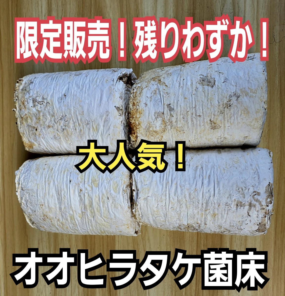 クワガタ産卵専用 オオヒラタケ菌床【4ブロック】マットに クワガタ産卵専用 オオヒラタケ菌床【4ブロック】マットに