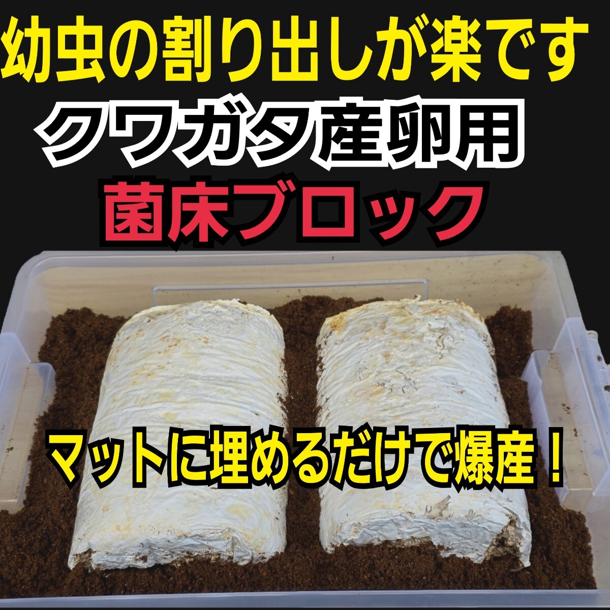 クワガタ産卵専用 オオヒラタケ菌床【4ブロック】マットに クワガタ産卵専用 オオヒラタケ菌床【4ブロック】マットに