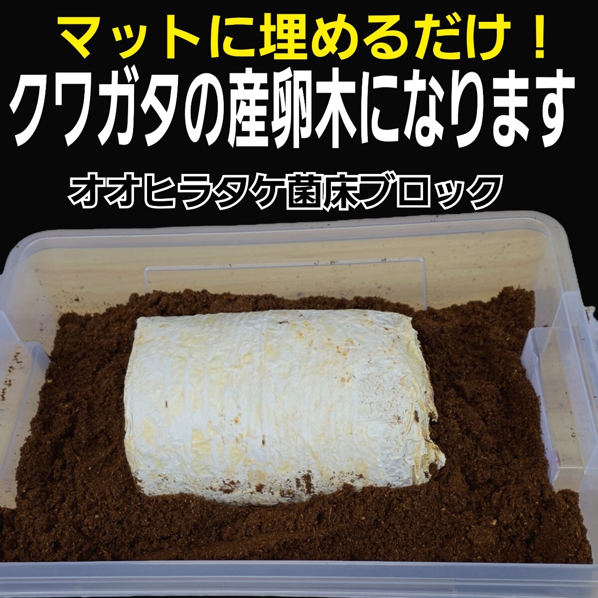 クワガタ産卵専用 オオヒラタケ菌床【4ブロック】マットに クワガタ産卵専用 オオヒラタケ菌床【4ブロック】マットに