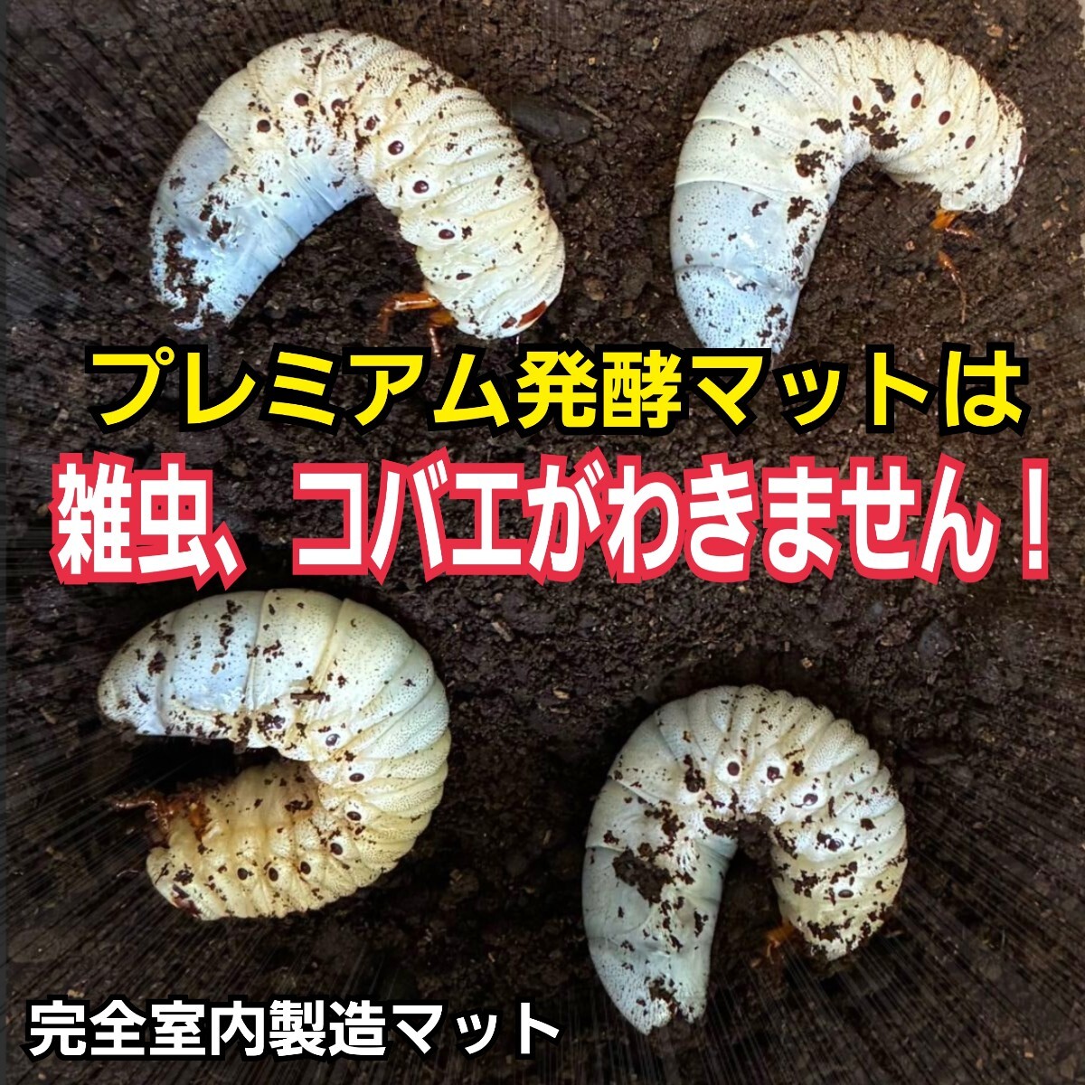 極上品 さらにグレードアップしたプレミアム3次発酵カブトムシ 極上品 さらにグレードアップしたプレミアム3次発酵カブトムシ