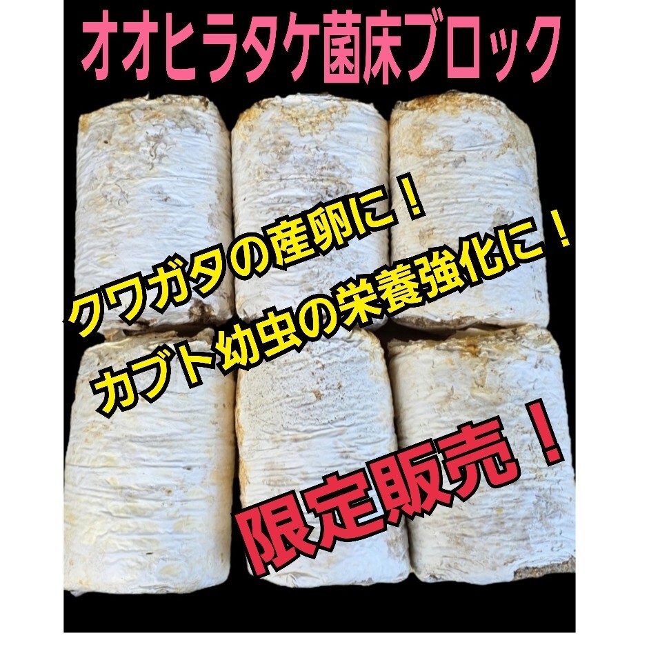 クワガタ産卵専用 オオヒラタケ菌床【4ブロック】マットに クワガタ産卵専用 オオヒラタケ菌床【4ブロック】マットに