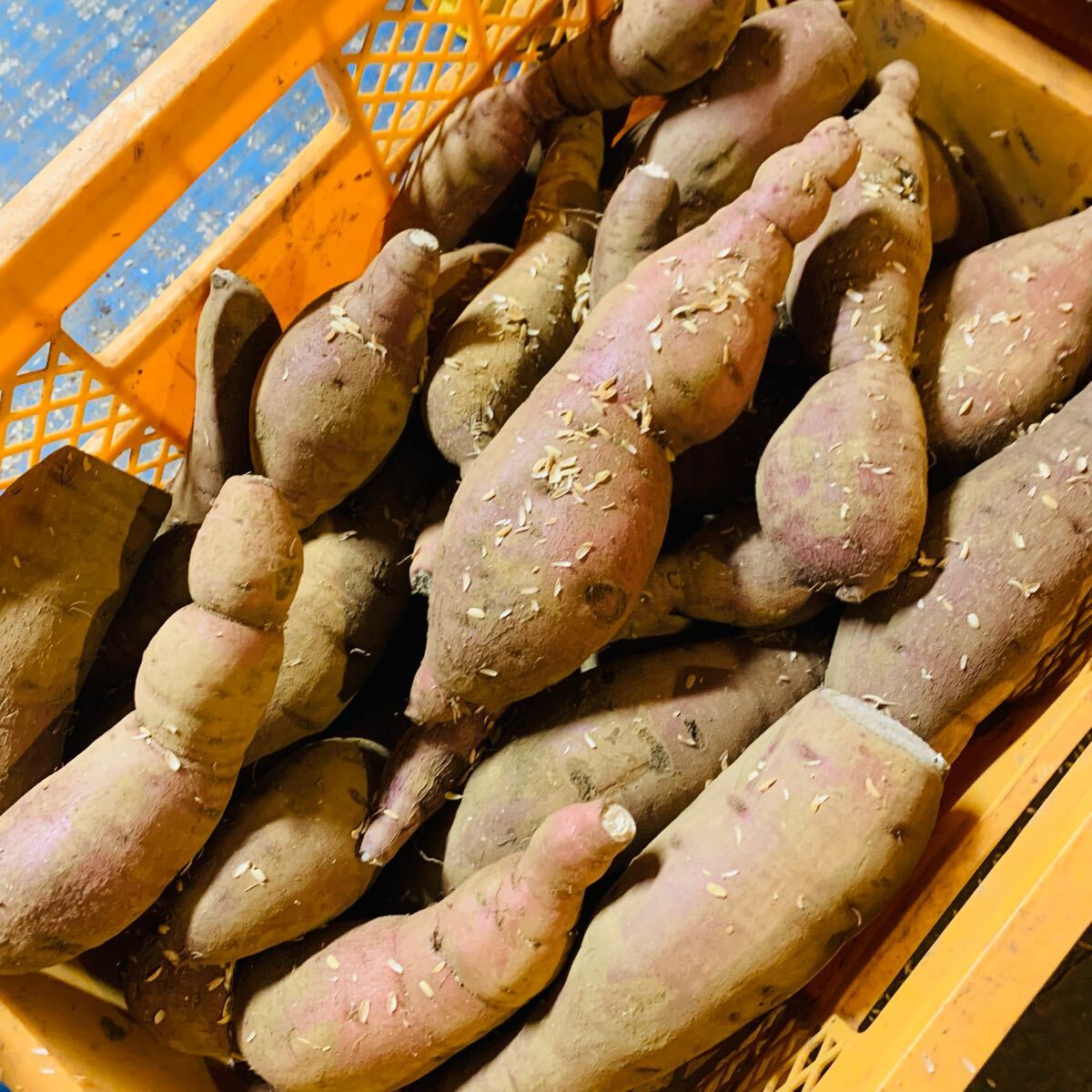 千葉県産さつまいも　紅はるか11キロ　処分品　熟成品