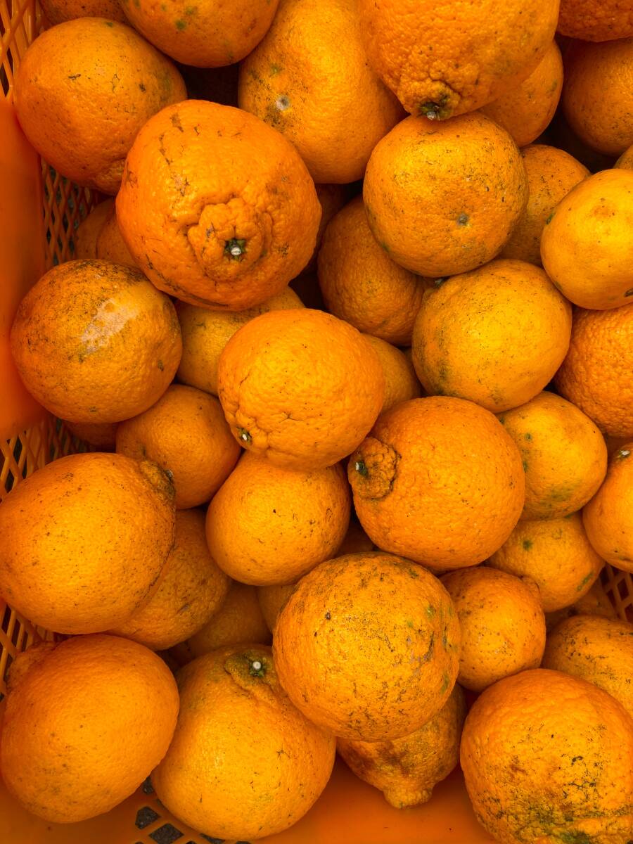 和歌山県産地直送【デコポン不知火】10kg (家庭用)送料600 和歌山県産地直送【デコポン不知火】10kg (家庭用)送料600