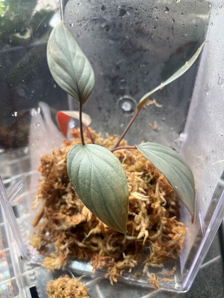 Homalomena sp Light Blue Silver/Kepulauan riau[DJB20XX-01C Homalomena sp Light Blue Silver/Kepulauan riau[DJB20XX-01C