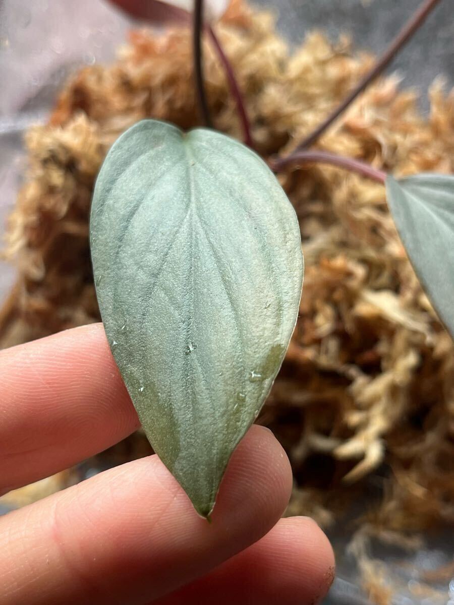 Homalomena sp Light Blue Silver/Kepulauan riau[DJB20XX-01C Homalomena sp Light Blue Silver/Kepulauan riau[DJB20XX-01C