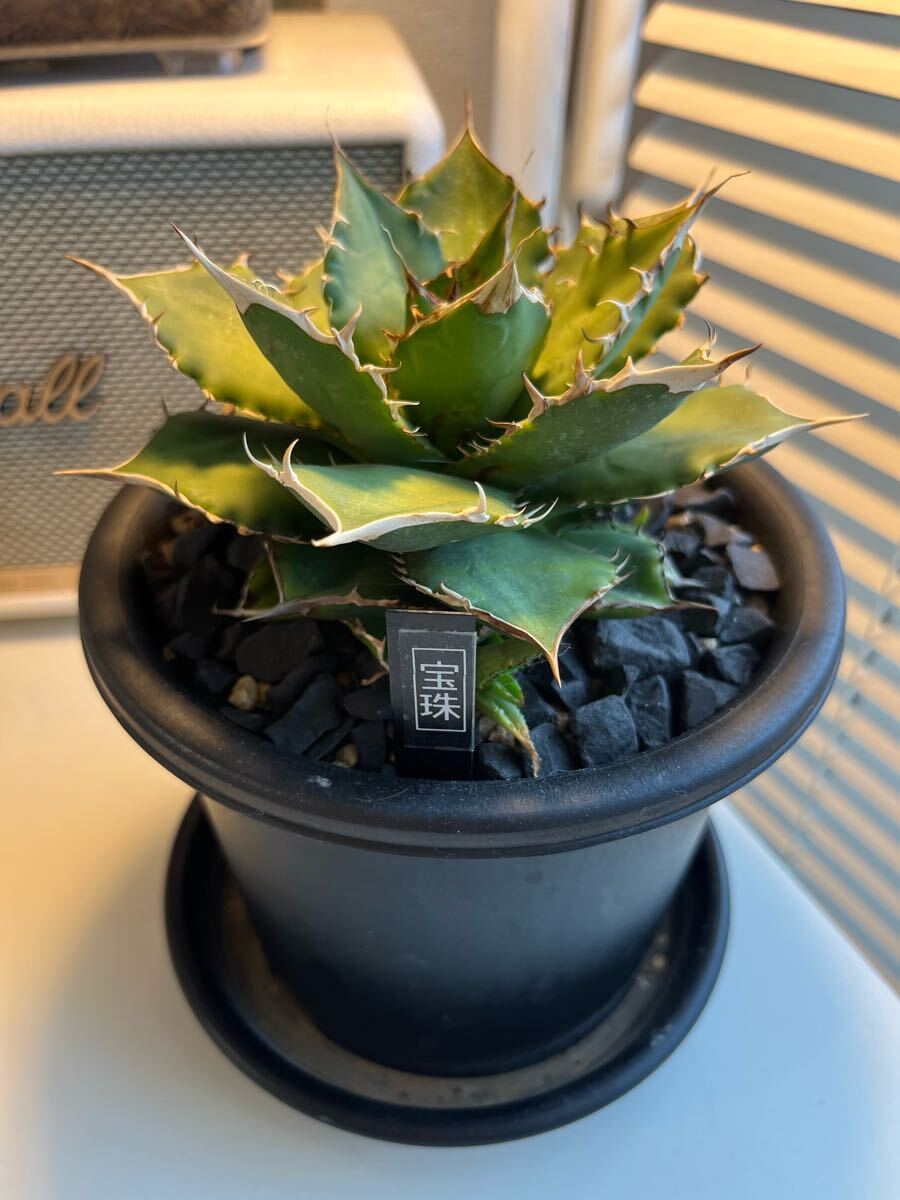 宝珠】アガベ チタノタ 宝珠 台湾ナーセリー産 Agave Titanota 宝珠】アガベ チタノタ 宝珠 台湾ナーセリー産 Agave Titanota