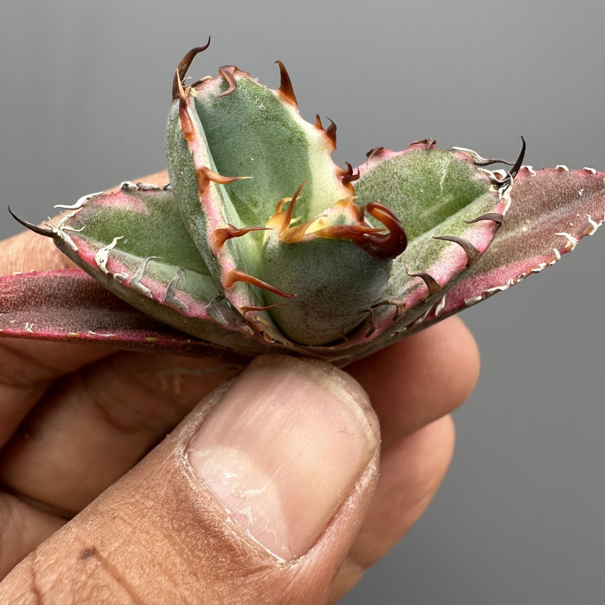 K47【青田園芸】 特選 アガベ 多肉植物 チタノタ BB錦 白覆輪斑 K47【青田園芸】 特選 アガベ 多肉植物 チタノタ BB錦 白覆輪斑